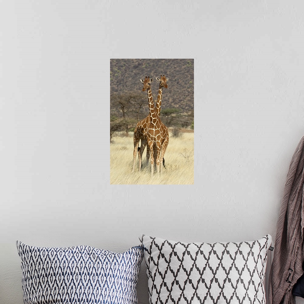 A bohemian room featuring Reticulated Giraffe