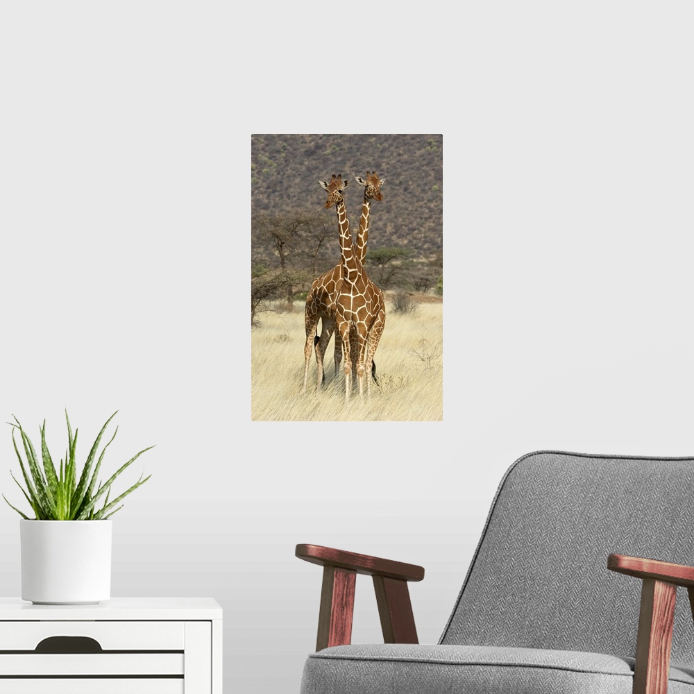 A modern room featuring Reticulated Giraffe