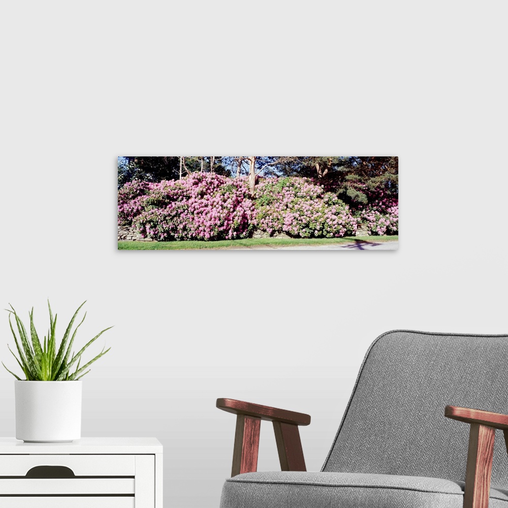 A modern room featuring Rhode Island, azaleas