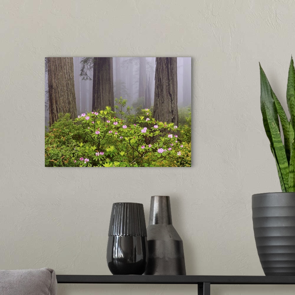 A modern room featuring Rhododendron flowers in a forest, Redwood National Park, California