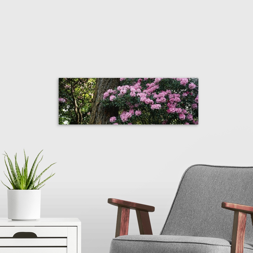 A modern room featuring Rhododendron flowers on a plant, Oregon