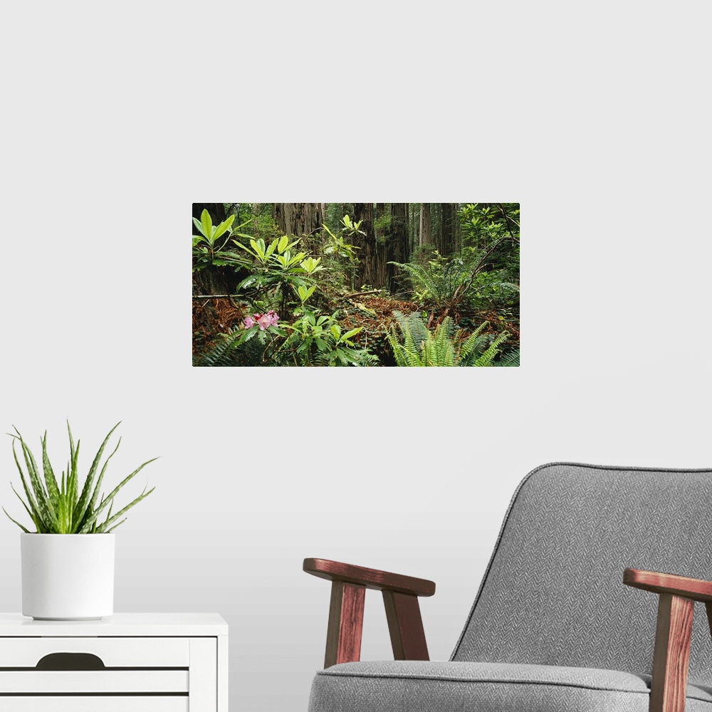 A modern room featuring Rhododendron plants and Redwood (sequoia sempervirens) trees in a forest, Redwood National Park, ...