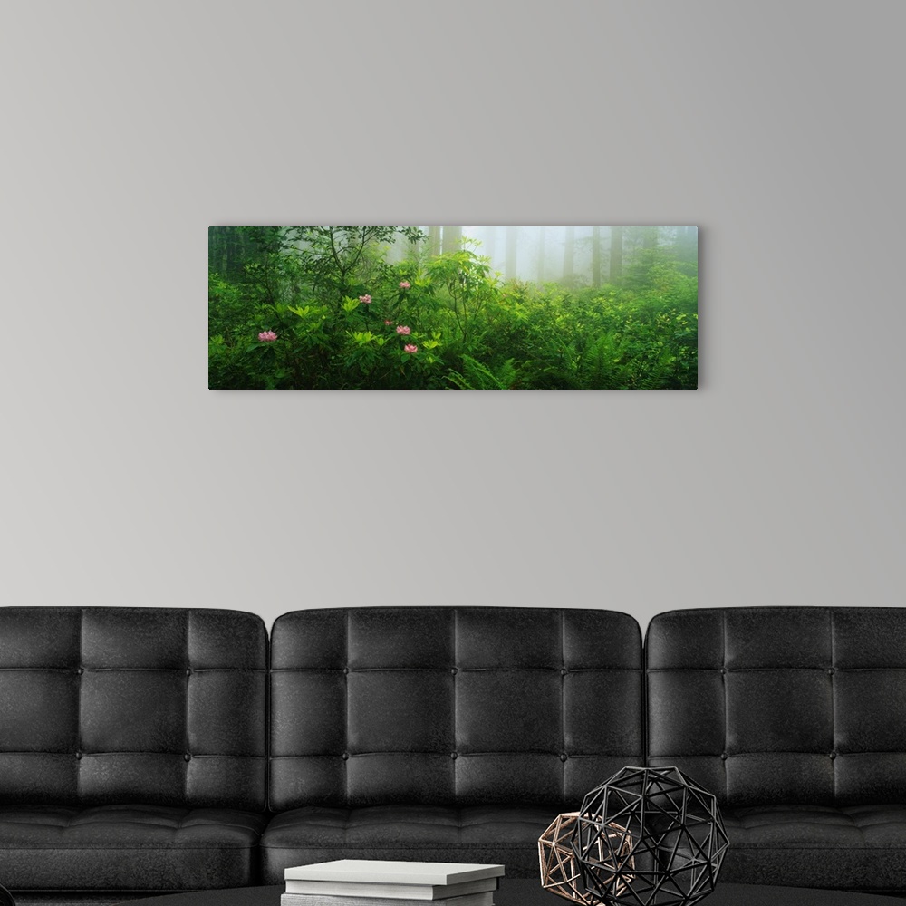 A modern room featuring A panoramic photograph taken in a forest with lush green bushes and plants taking up most of the ...