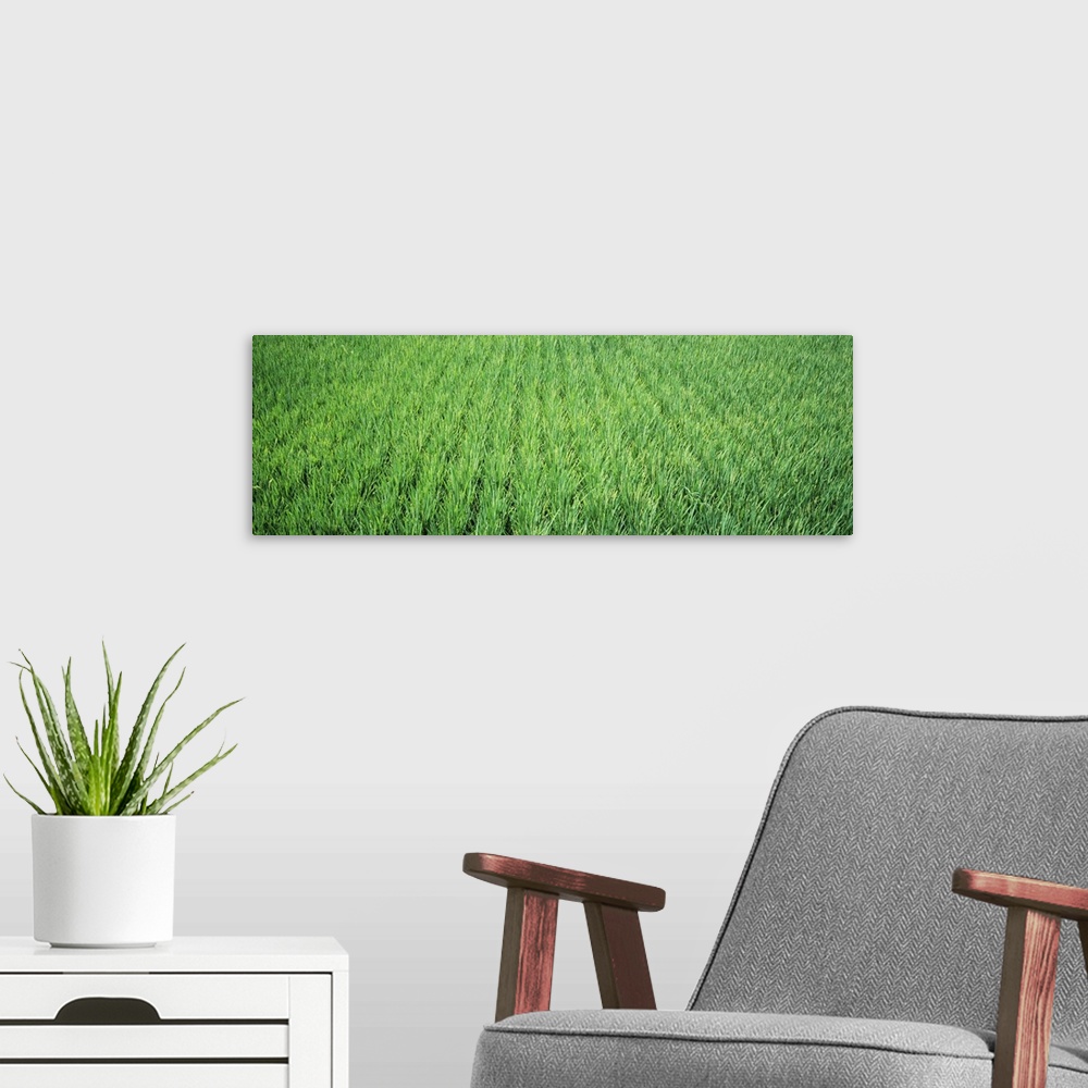 A modern room featuring Rice Field Japan