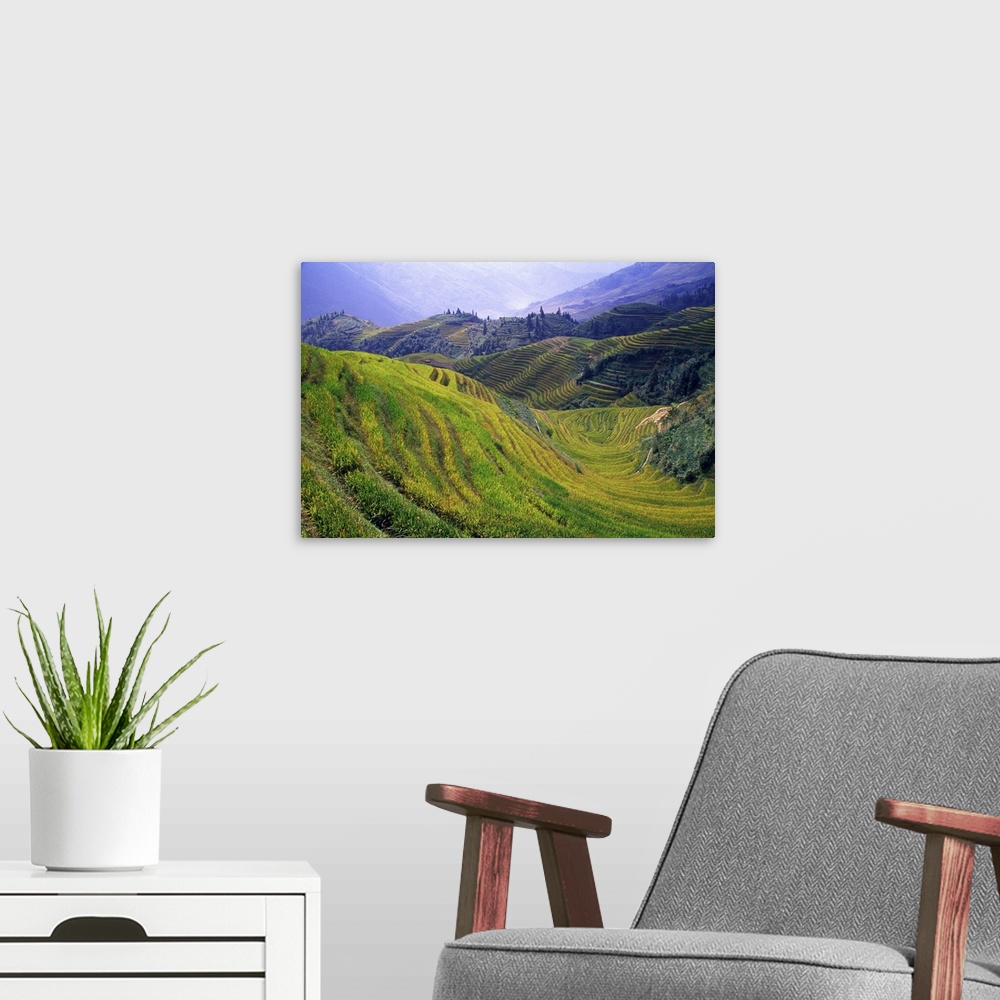 A modern room featuring Rice paddy terraces on rolling hills, Longsheng Area, China.