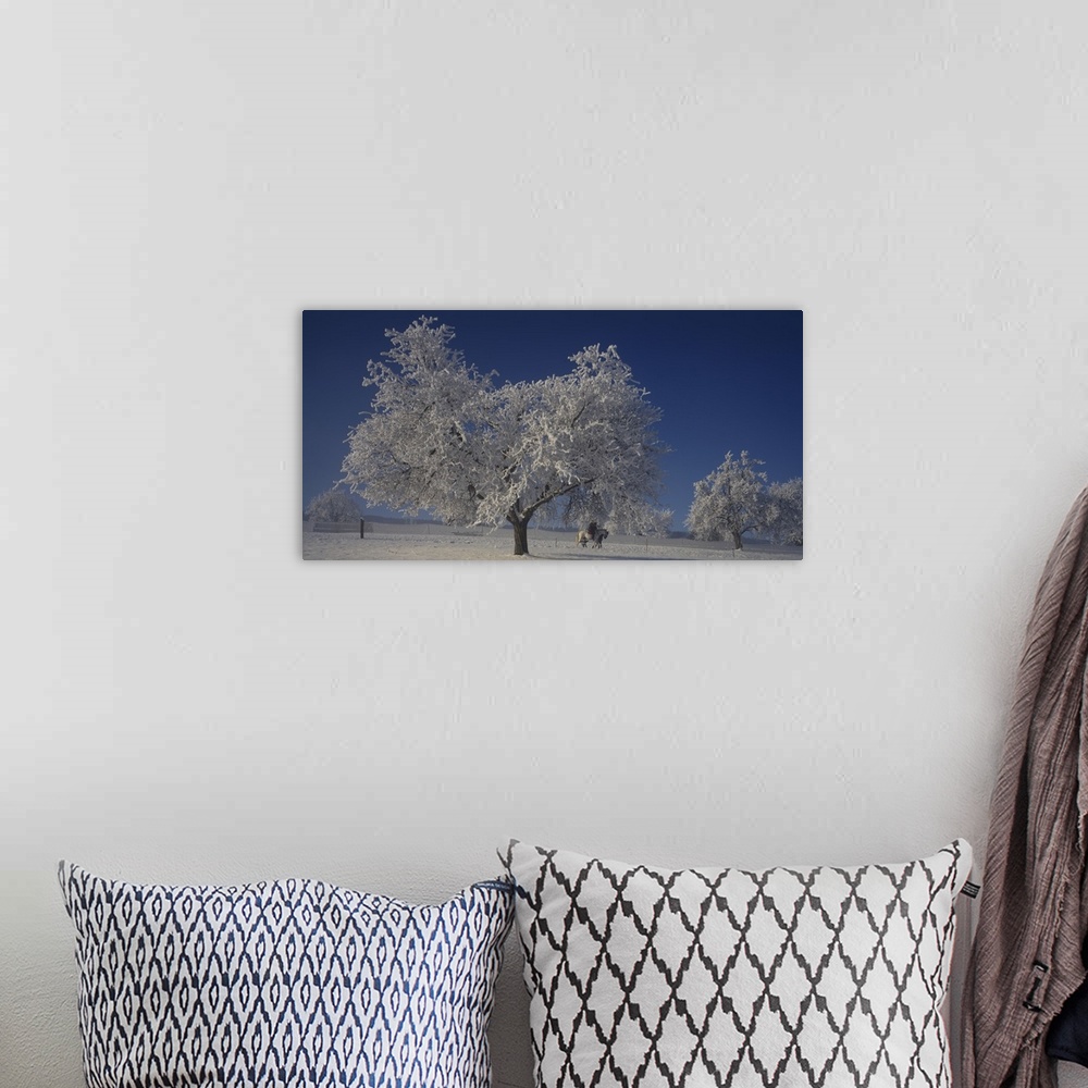A bohemian room featuring Panoramic photograph of trees covered in snow under a clear sky.                                 ...