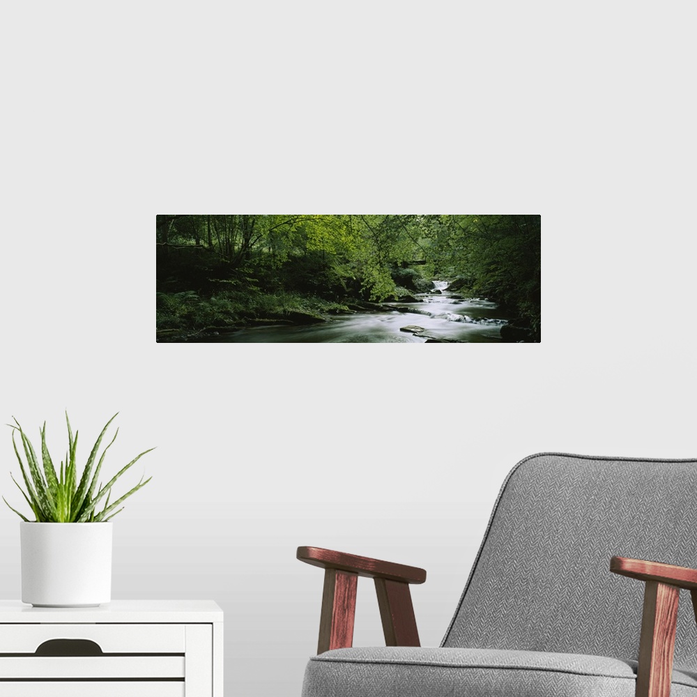 A modern room featuring Wide angle photograph of a river running through an overgrown,  green forest in Aberfeldy, Perth ...
