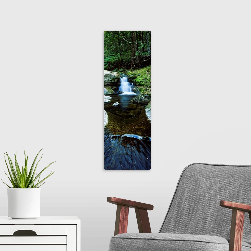 A modern room featuring River flowing through a forest, Liffey Falls, Liffey River, Tasmania, Australia