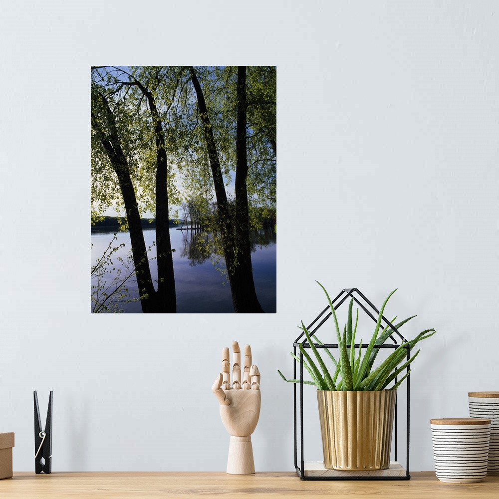 A bohemian room featuring A vertical photograph of two V shaped tree trunks growing alongside the still river waters on a s...