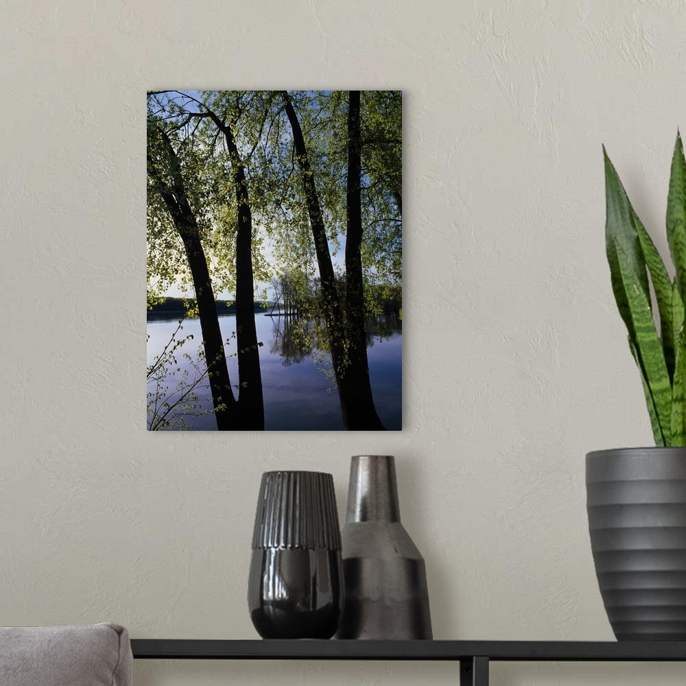 A modern room featuring A vertical photograph of two V shaped tree trunks growing alongside the still river waters on a s...