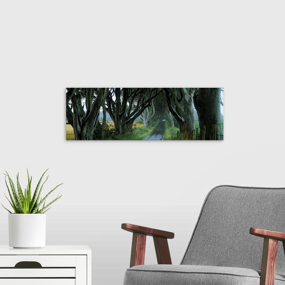 A modern room featuring Road at the Dark Hedges, Armoy, County Antrim, Northern Ireland