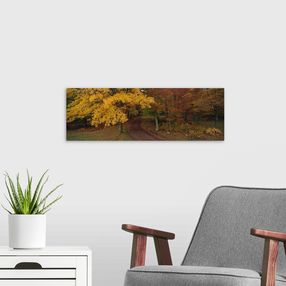 A modern room featuring Panoramic photograph of a road that curves through tall autumn trees and into the dense forest.
