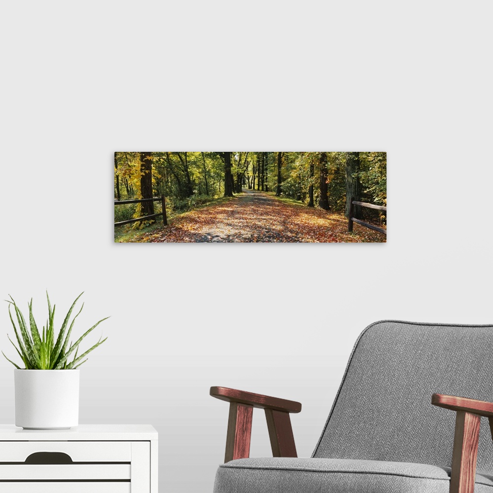 A modern room featuring Road in a forest covered with leaves, Lincoln, Massachusetts