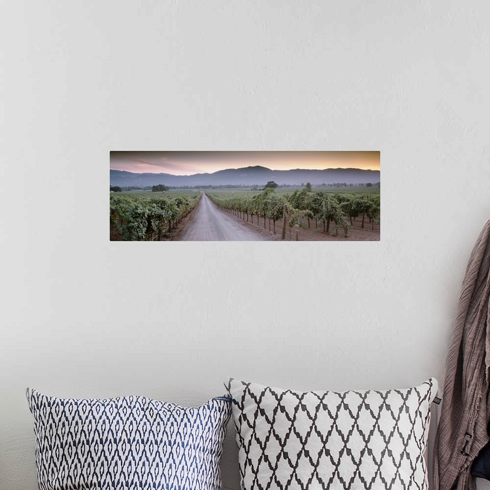 A bohemian room featuring In this large panoramic photograph a road is shown winding its way through a vineyard in Napa Val...