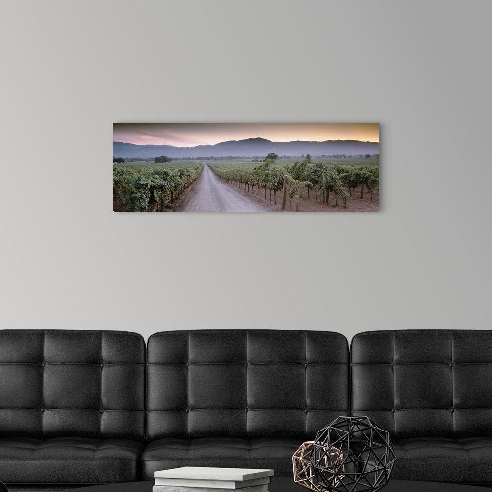 A modern room featuring In this large panoramic photograph a road is shown winding its way through a vineyard in Napa Val...
