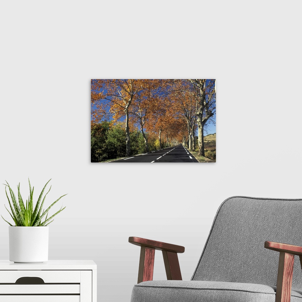 A modern room featuring Road in the Country w/Trees in Autumn