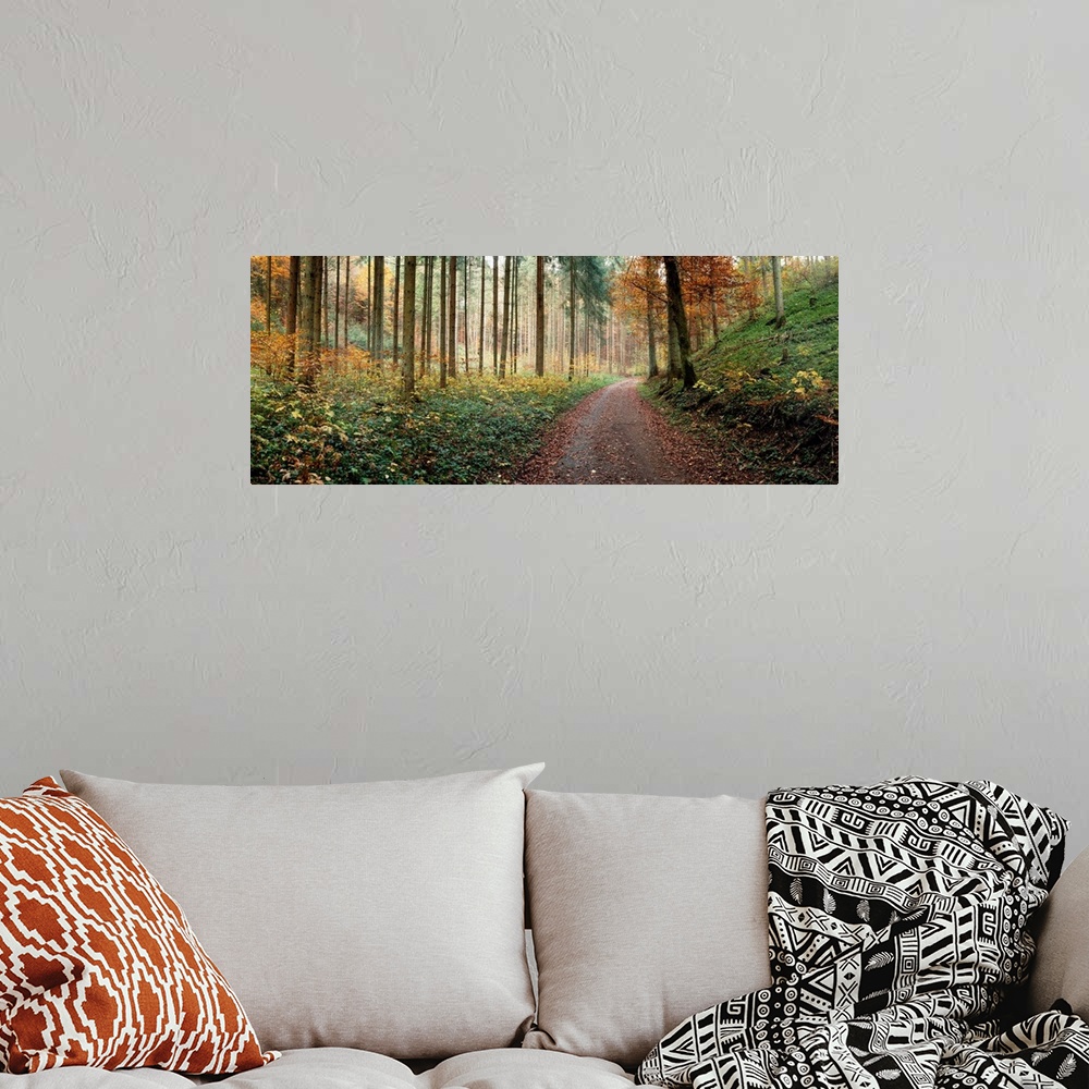 A bohemian room featuring Road passing through a forest, Baden-Wurttemberg, Germany