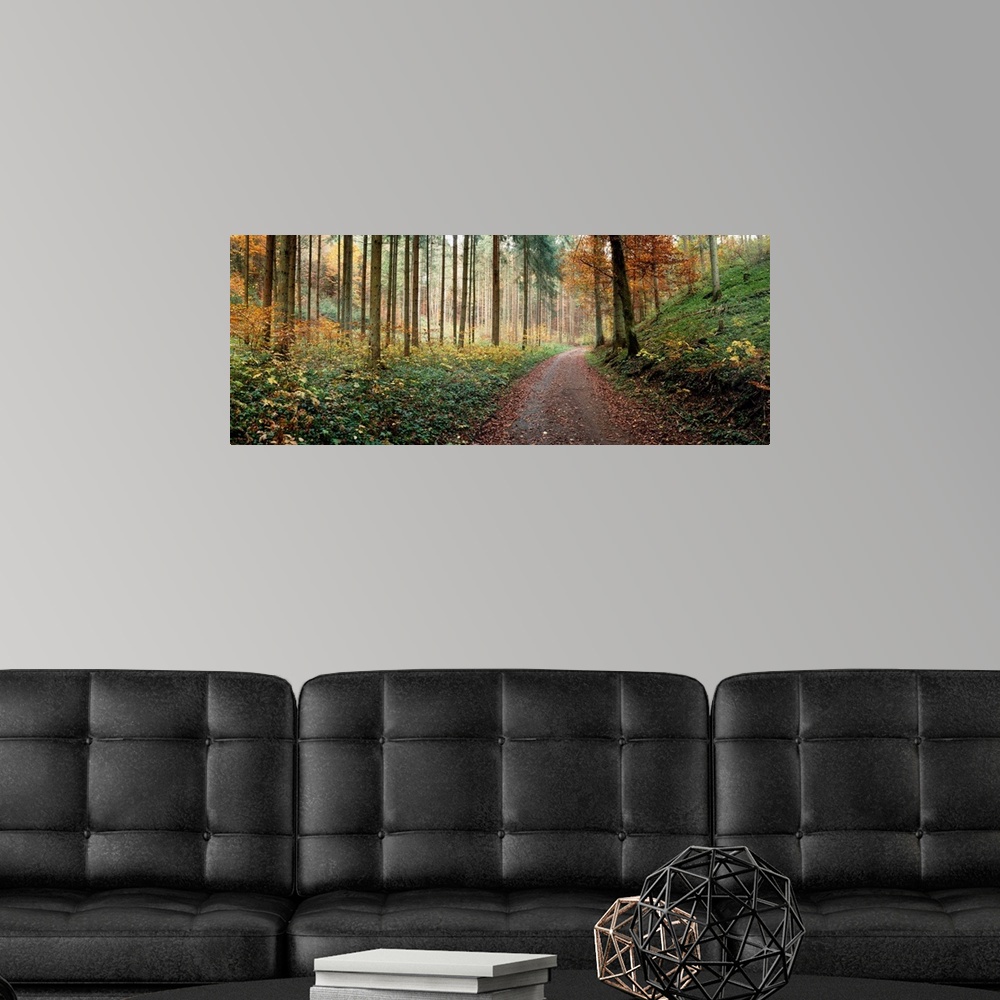 A modern room featuring Road passing through a forest, Baden-Wurttemberg, Germany