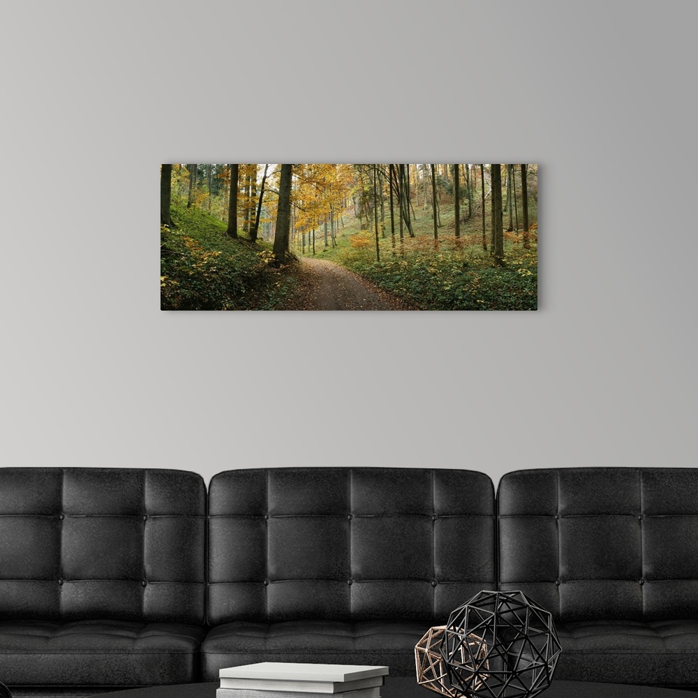 A modern room featuring Panoramic photograph of path winding through autumn colored forest.