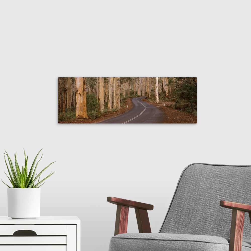 A modern room featuring Road passing through a forest, Caves Road, Boranup Forest, Leeuwin Naturaliste National Park, Wes...