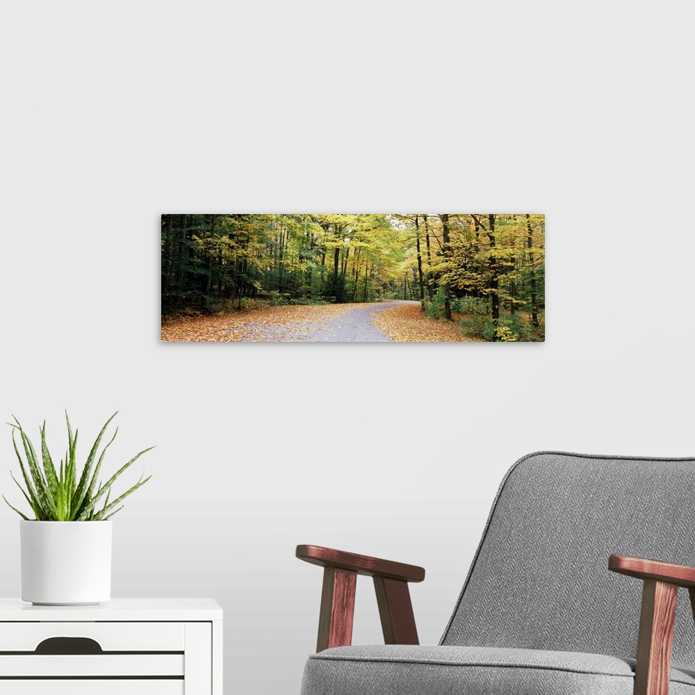 A modern room featuring Road passing through a forest, Chestnut Ridge County Park, Orchard Park, Erie County, New York St...