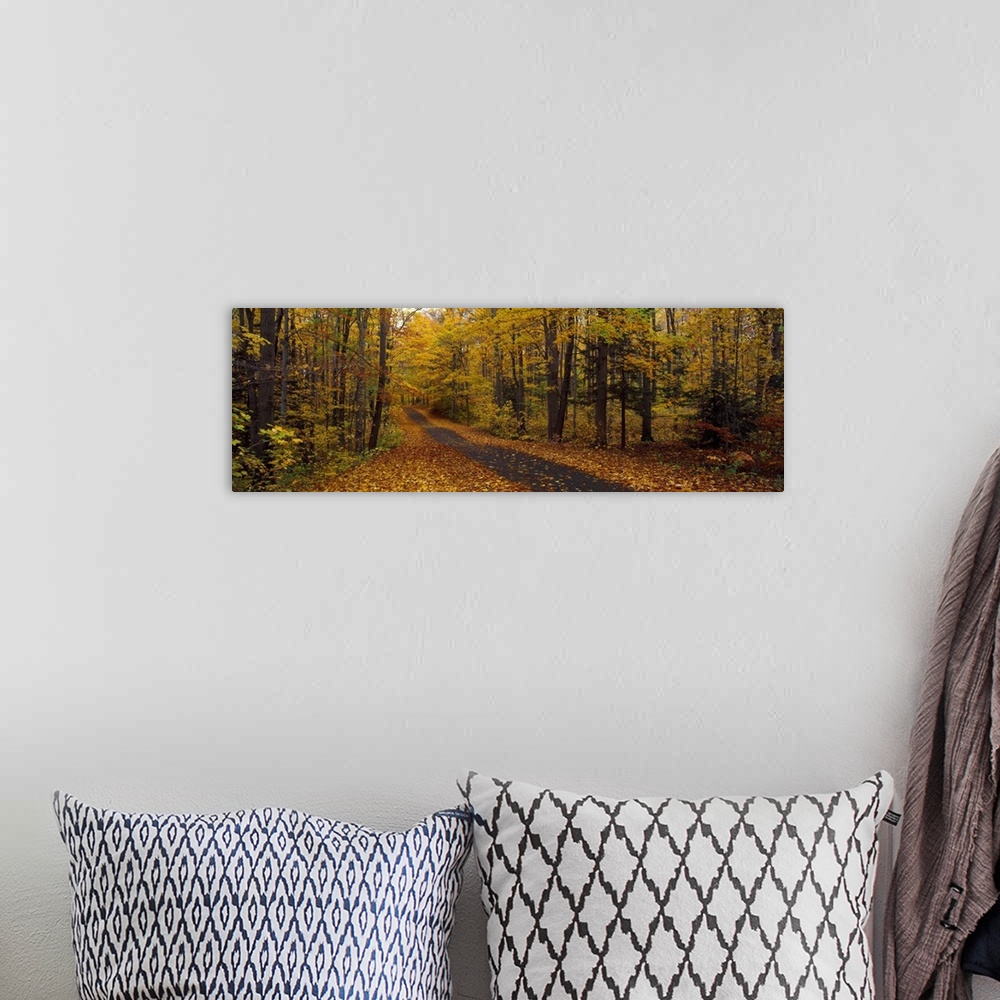 A bohemian room featuring Road passing through a forest, Chestnut Ridge County Park, Orchard Park, Erie County, New York St...