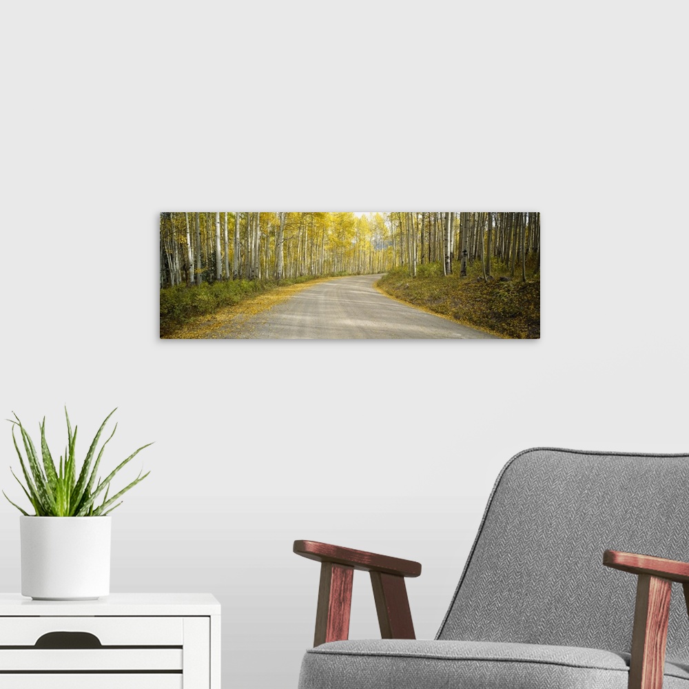 A modern room featuring Gravel road cutting through birch trees in the fall.