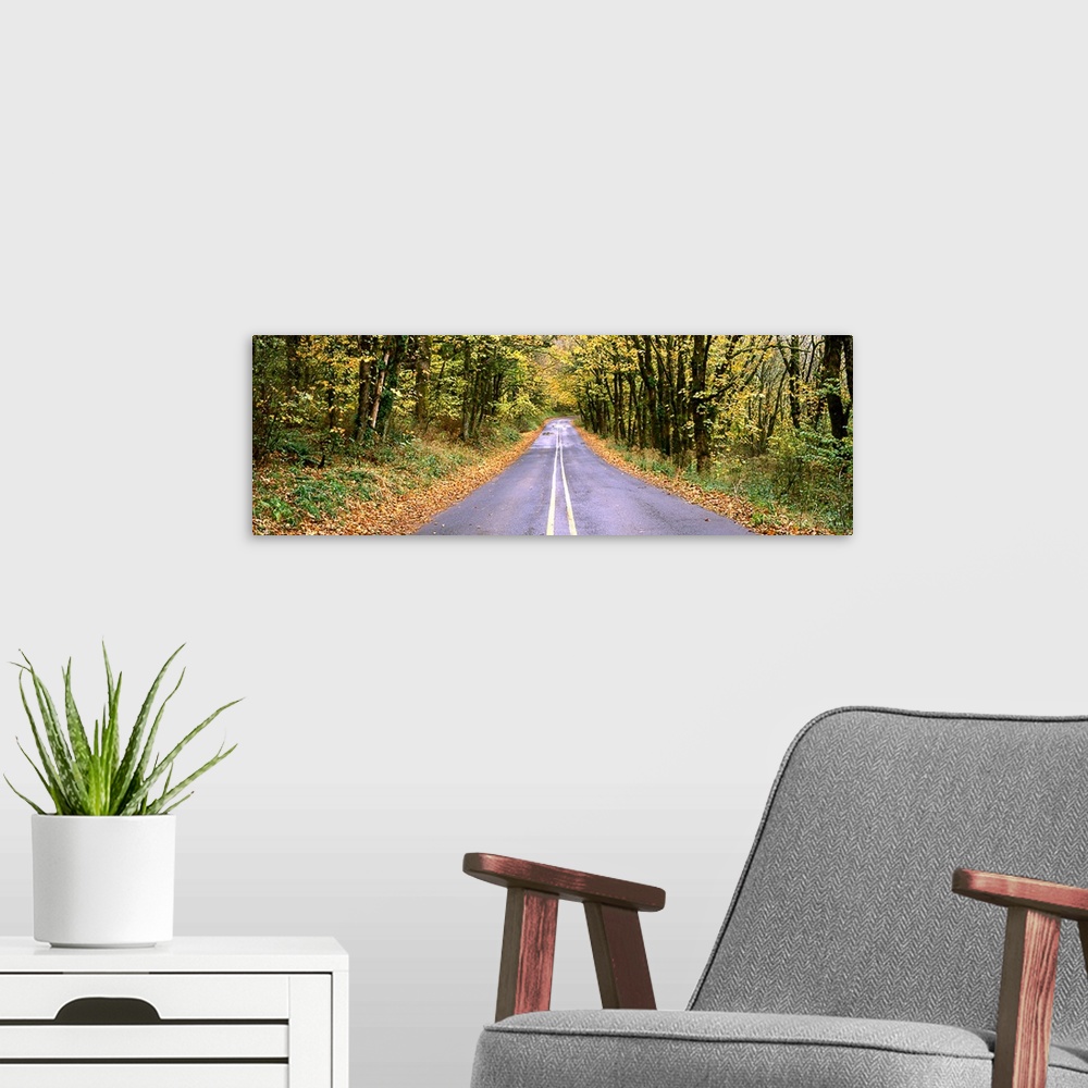 A modern room featuring Road passing through a forest, Historic Columbia River Highway, Columbia River Gorge, Oregon,