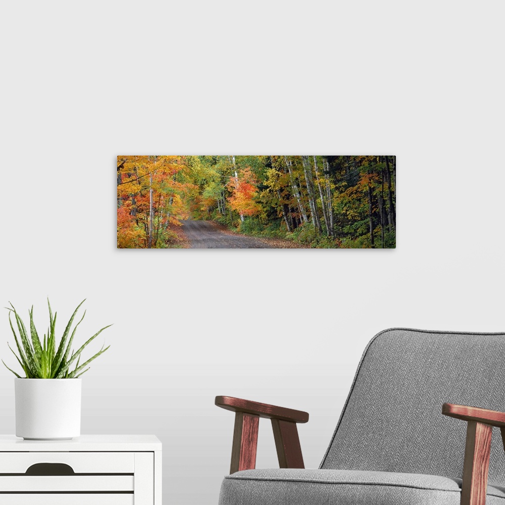 A modern room featuring A panoramic photograph of a road passing through a lush forest with autumn like colors.