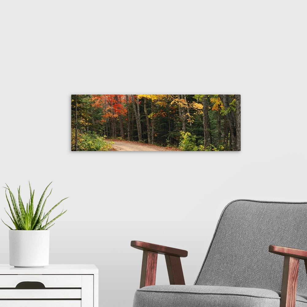 A modern room featuring Decorative artwork for the home or office of a thick forest with a dirt road cutting through it.