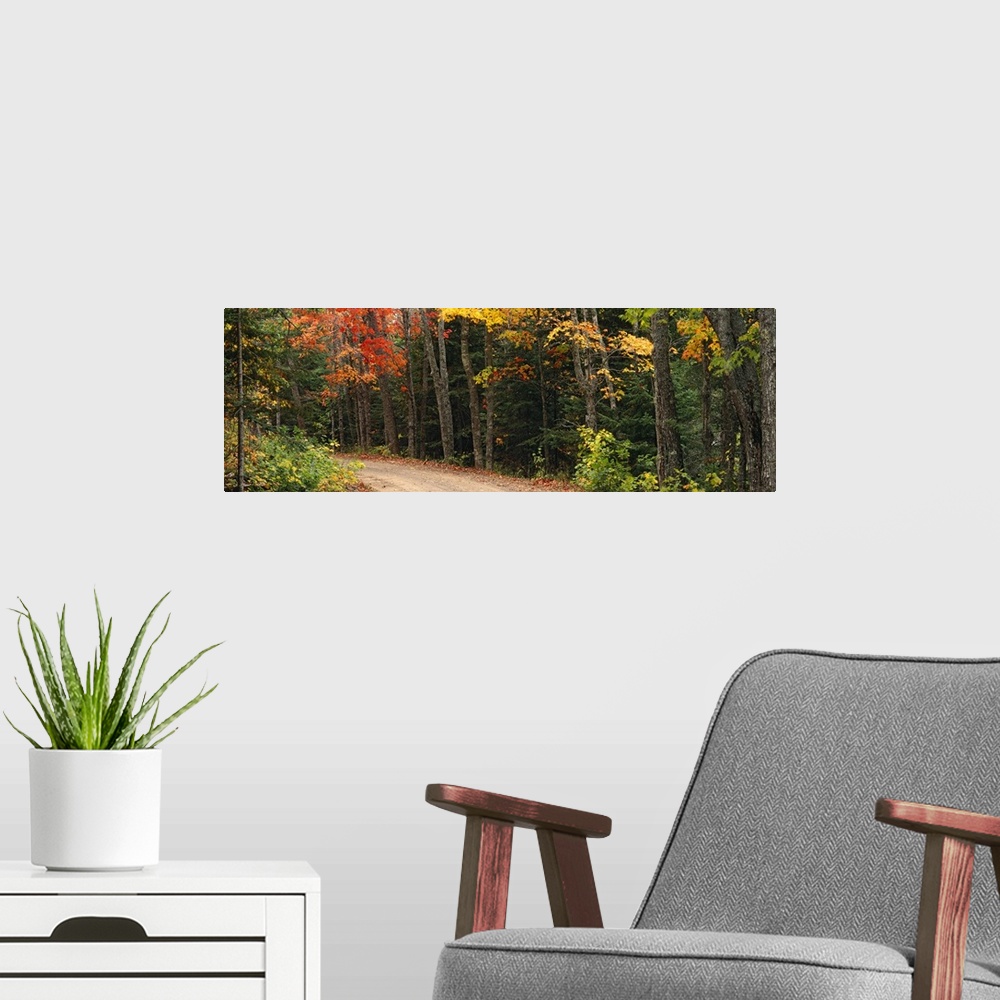 A modern room featuring Decorative artwork for the home or office of a thick forest with a dirt road cutting through it.