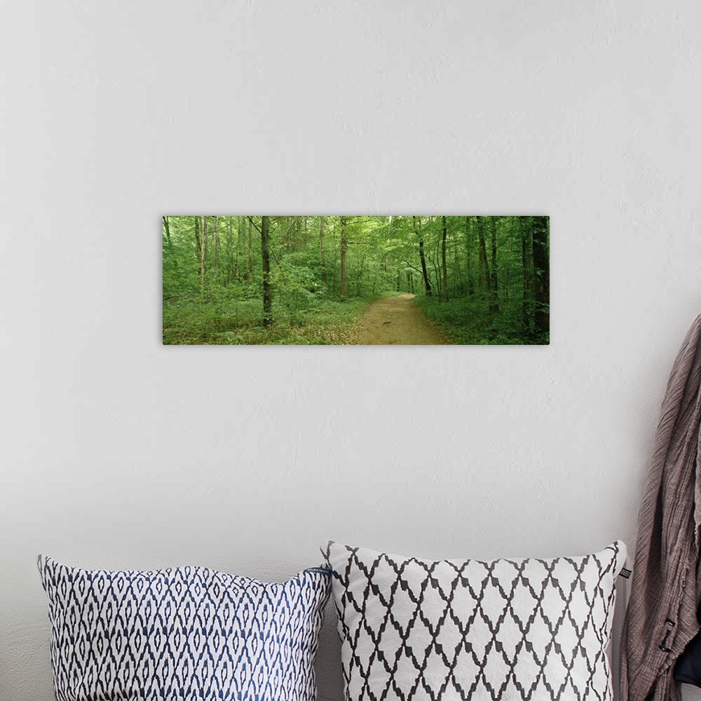 A bohemian room featuring Road passing through a forest, Lost Valley State Park, Ozark National Forest, Ozark Mountains, Ar...