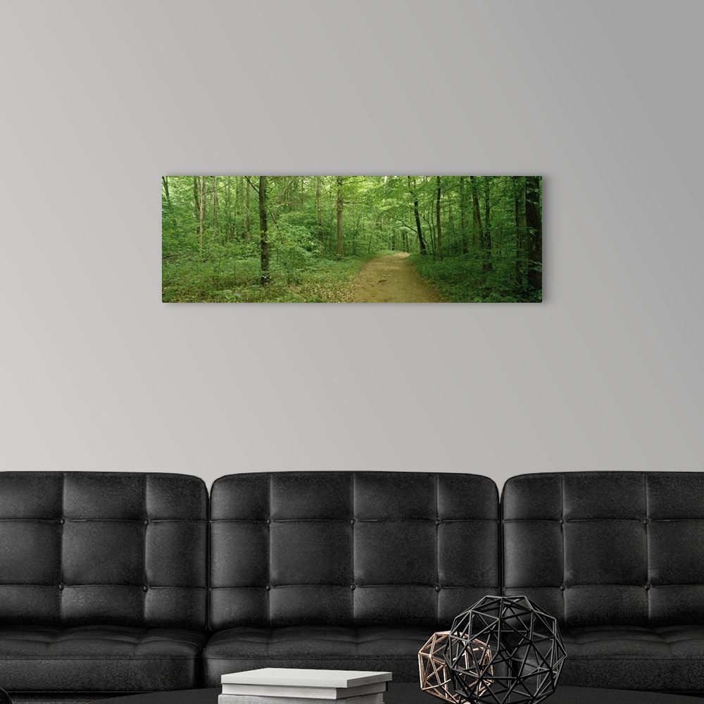 A modern room featuring Road passing through a forest, Lost Valley State Park, Ozark National Forest, Ozark Mountains, Ar...