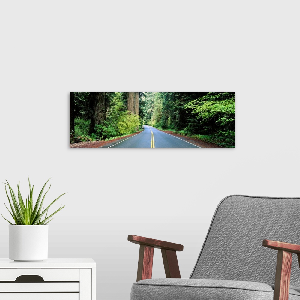 A modern room featuring Road passing through a forest, Prairie Creek Redwoods State Park, California