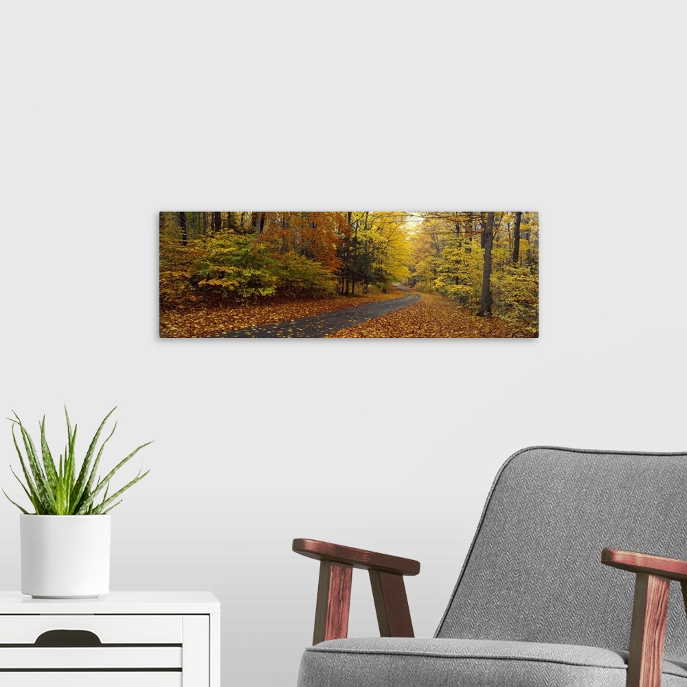 A modern room featuring Panoramic photograph on a large canvas of a winding path leading through a forest of fall foliage...