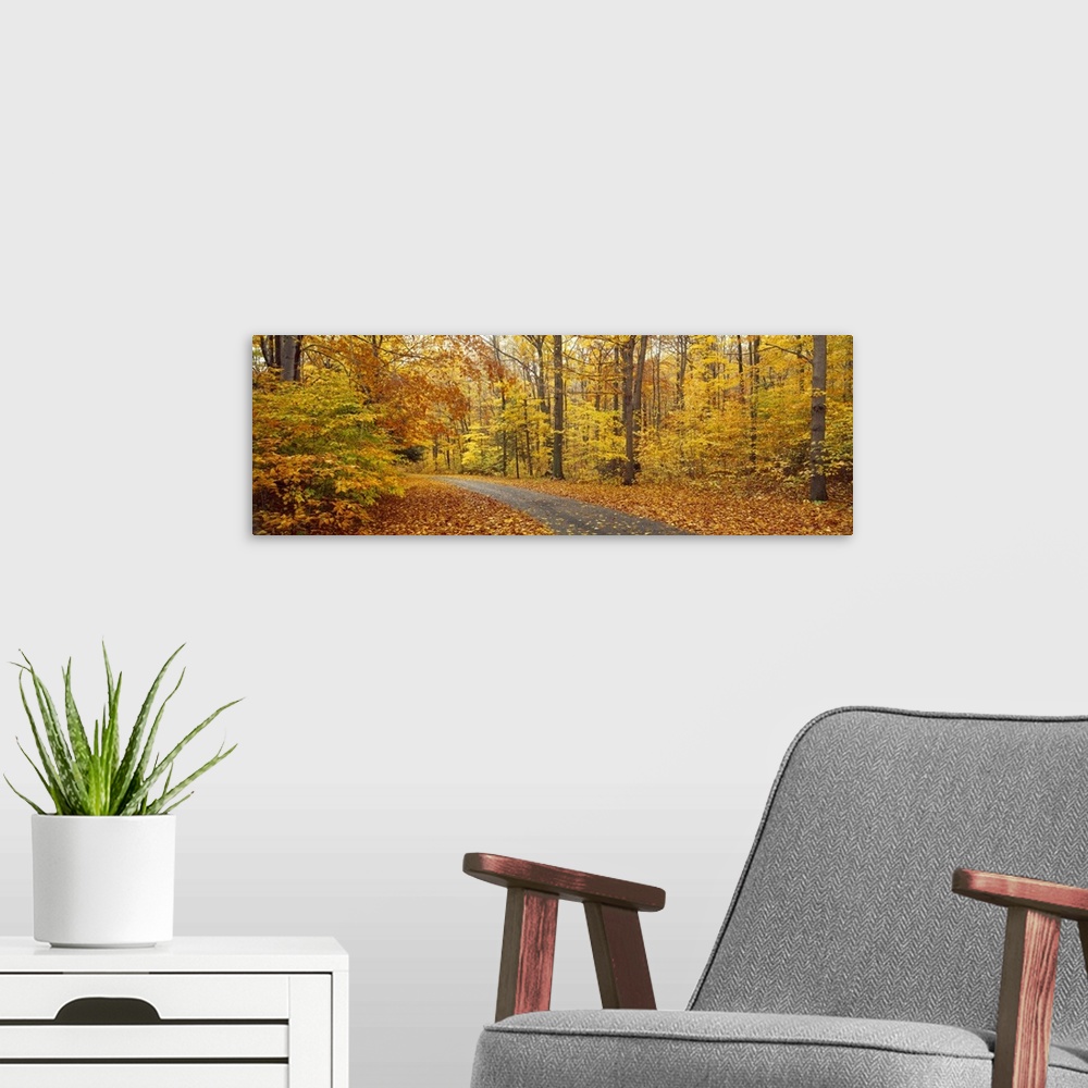 A modern room featuring A paved path cuts through a thick forest whose trees have turned colors for the fall season. Leav...