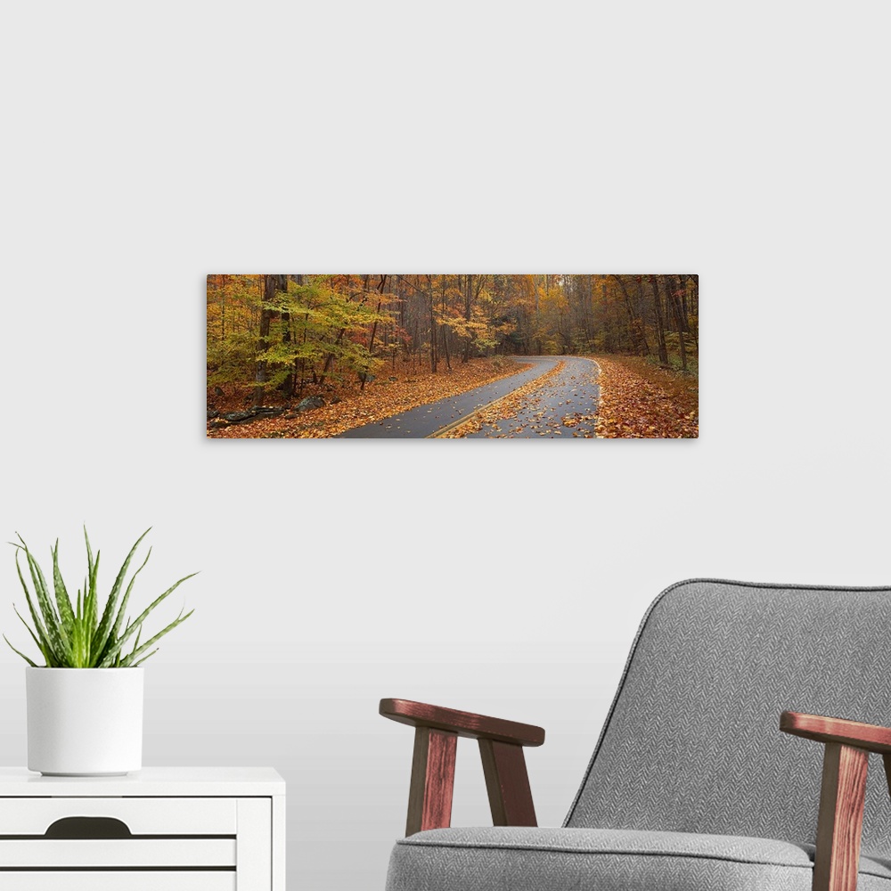 A modern room featuring Road passing through autumn forest, Great Smoky Mountains National Park, Cherokee, North Carolina,