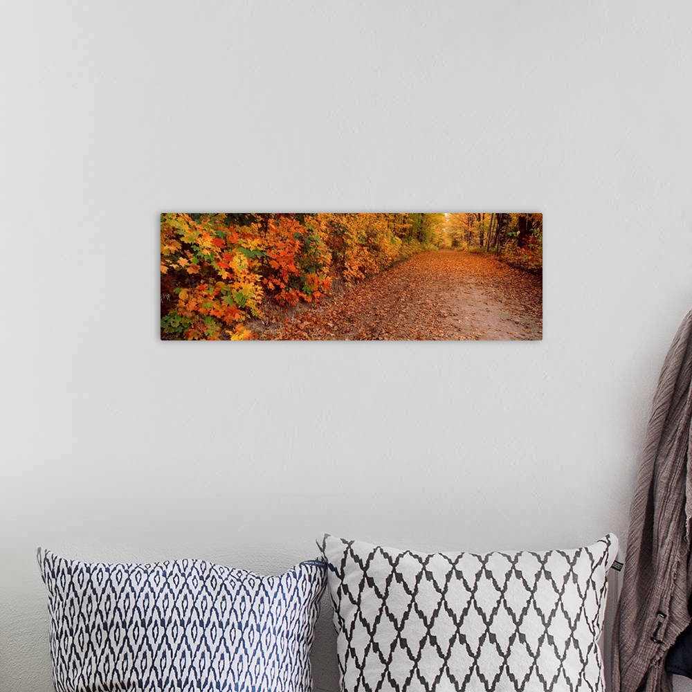 A bohemian room featuring Road passing through autumn forest, Traverse City, Grand Traverse County, Michigan,