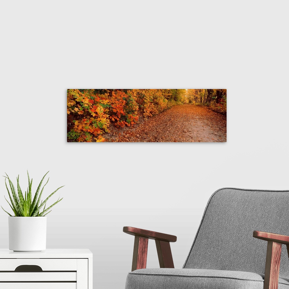 A modern room featuring Road passing through autumn forest, Traverse City, Grand Traverse County, Michigan,
