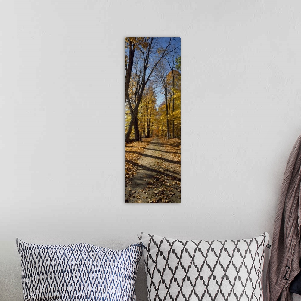 A bohemian room featuring Tall panoramic photograph of a path cutting through tall trees with autumn colored leaves.