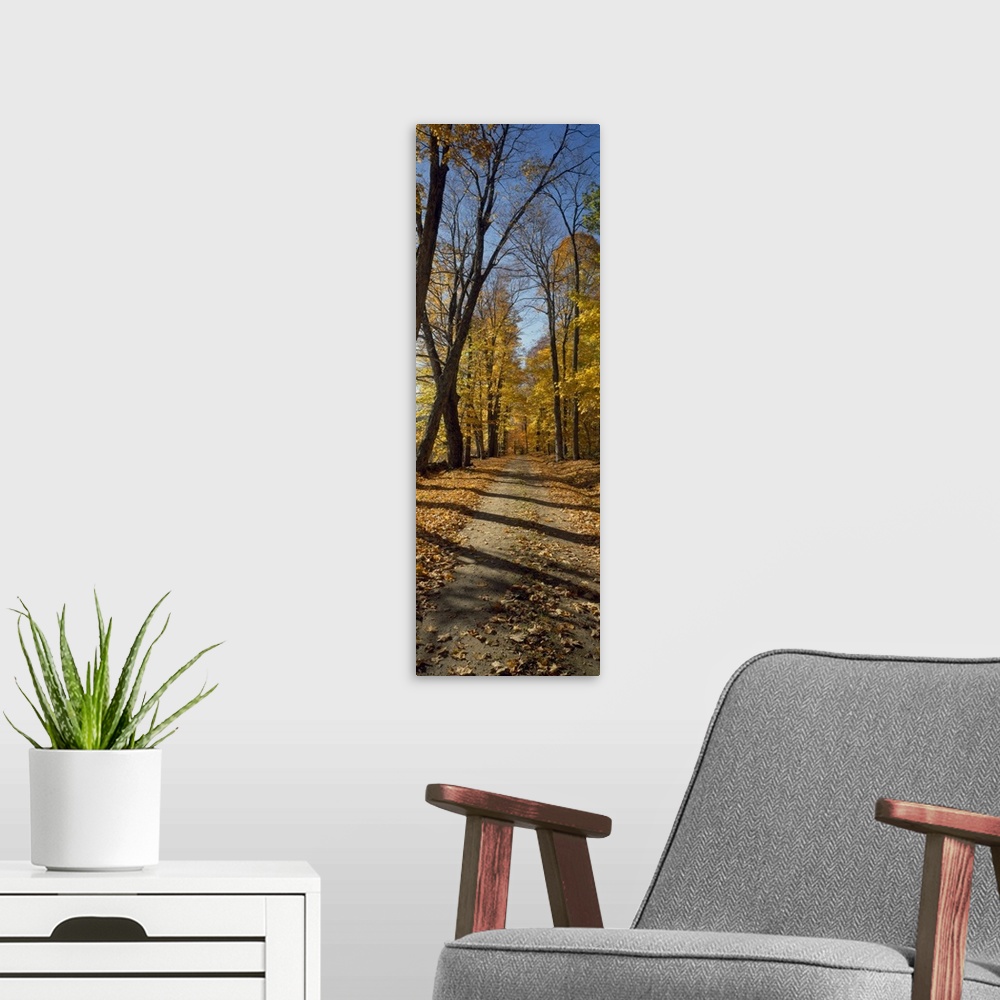 A modern room featuring Tall panoramic photograph of a path cutting through tall trees with autumn colored leaves.