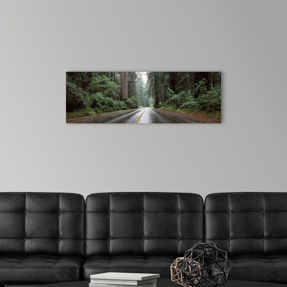 A modern room featuring Road passing through forest Avenue Of The Giants Humboldt Redwoods State Park Eureka Humboldt Cou...