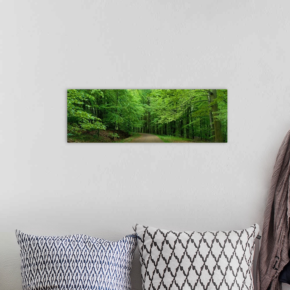 A bohemian room featuring Road Through a Forest near Kassel Germany