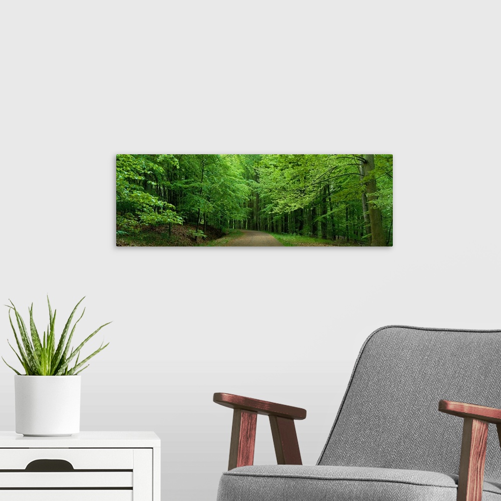 A modern room featuring Road Through a Forest near Kassel Germany