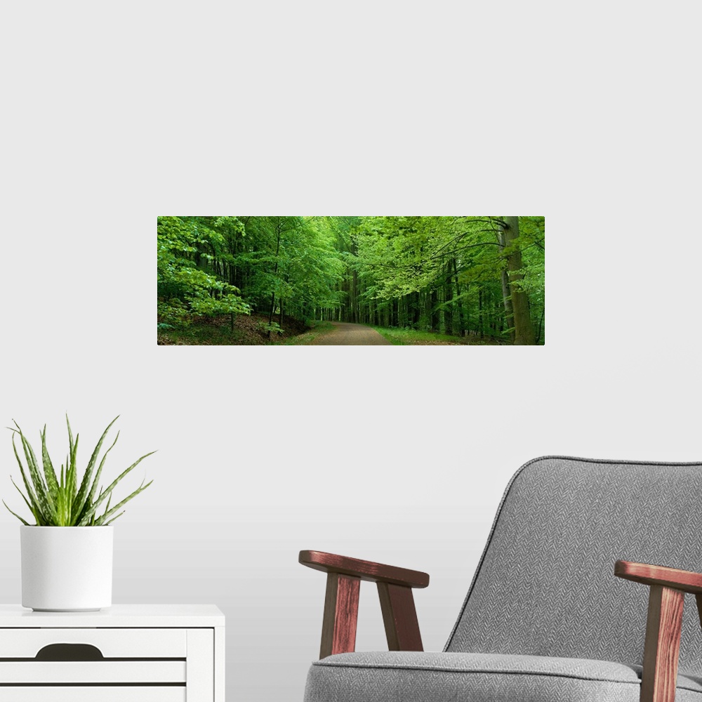 A modern room featuring Road Through a Forest near Kassel Germany