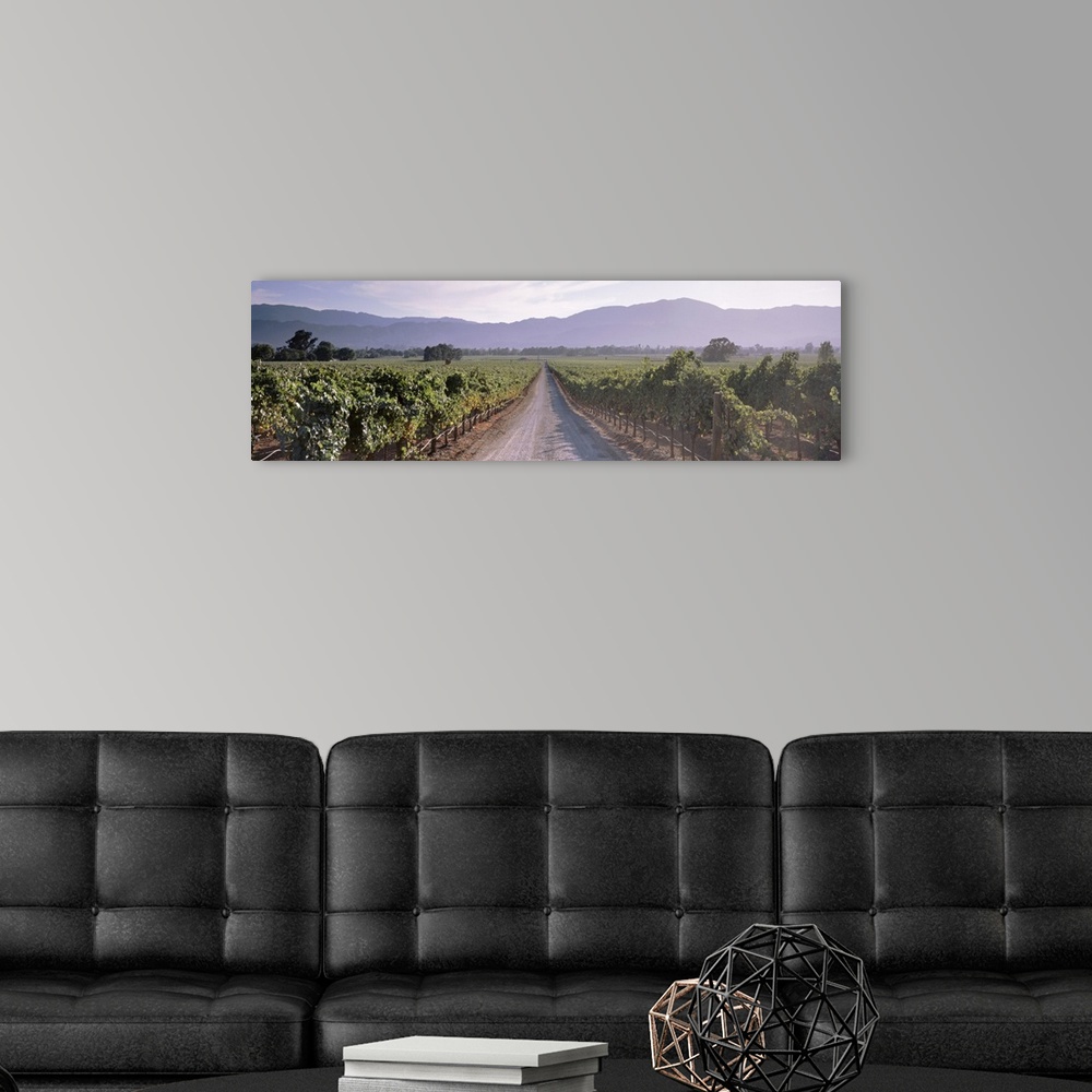 A modern room featuring Road through a vineyard, Napa Valley, California