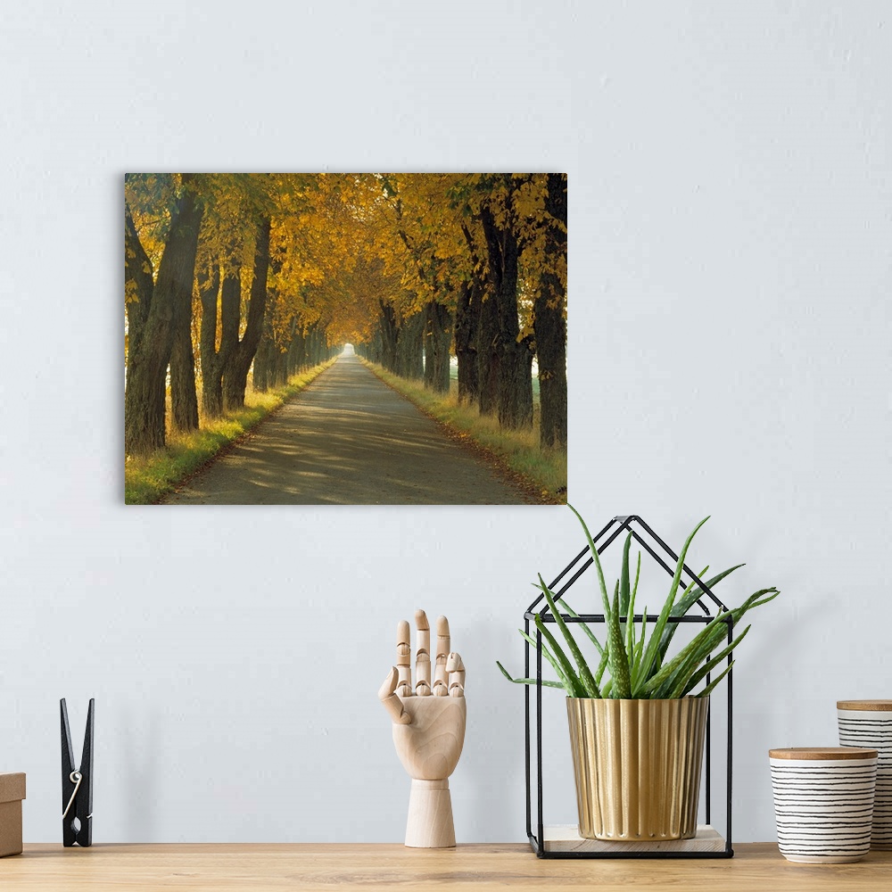 A bohemian room featuring Photograph of paved road fading into the distance, lined with short grass and huge trees in autum...