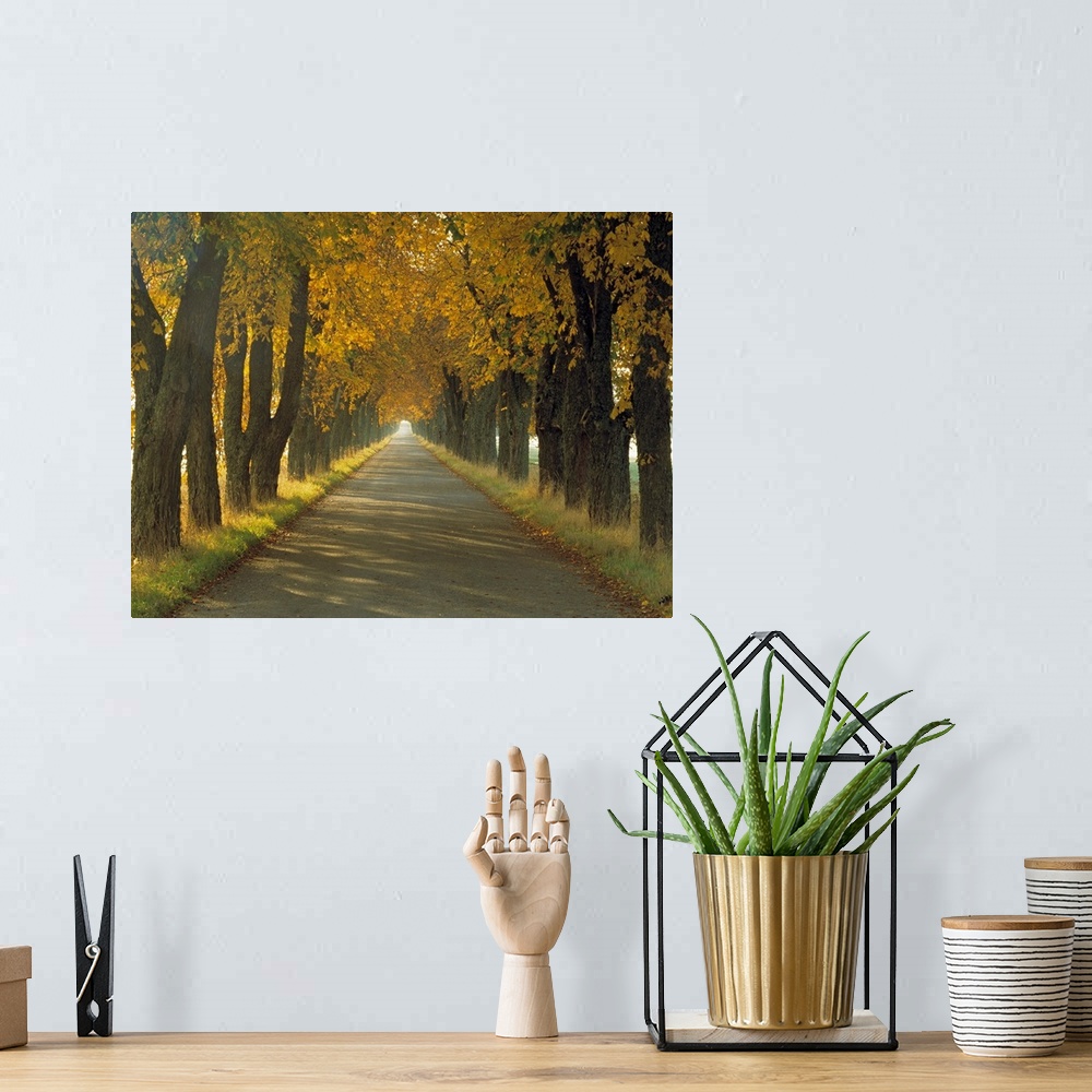 A bohemian room featuring Photograph of paved road fading into the distance, lined with short grass and huge trees in autum...