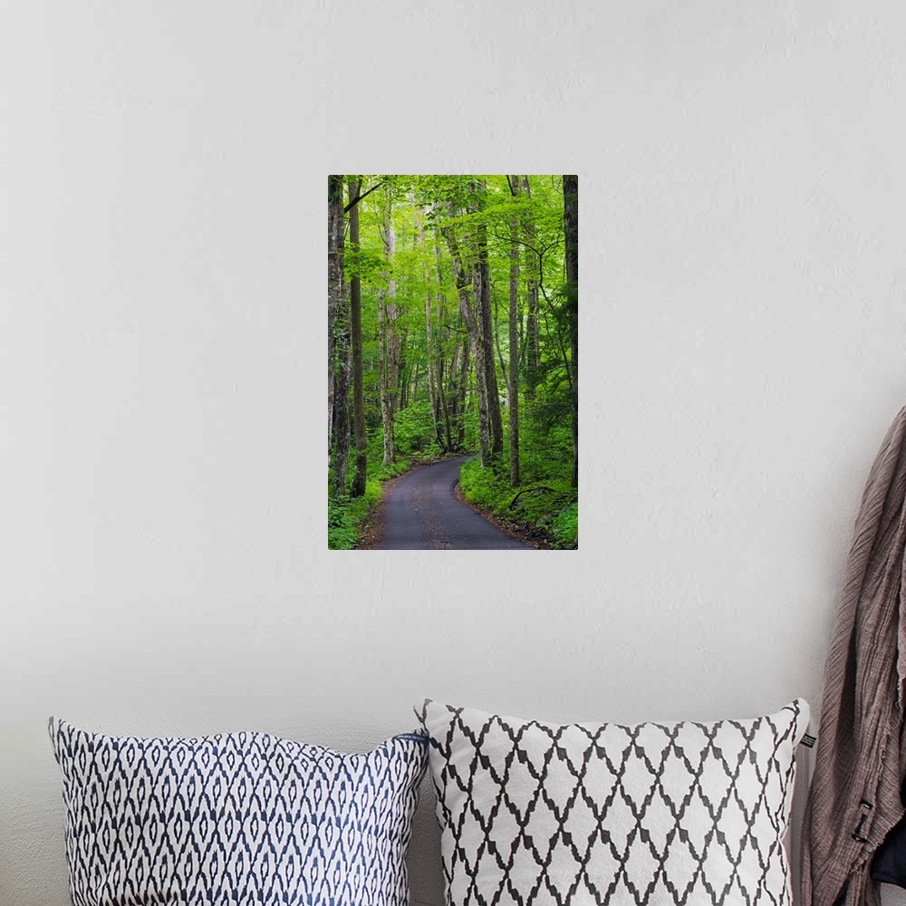 A bohemian room featuring Vertical photograph of a winding country road going through a forest in the Great Smoky Mountains...
