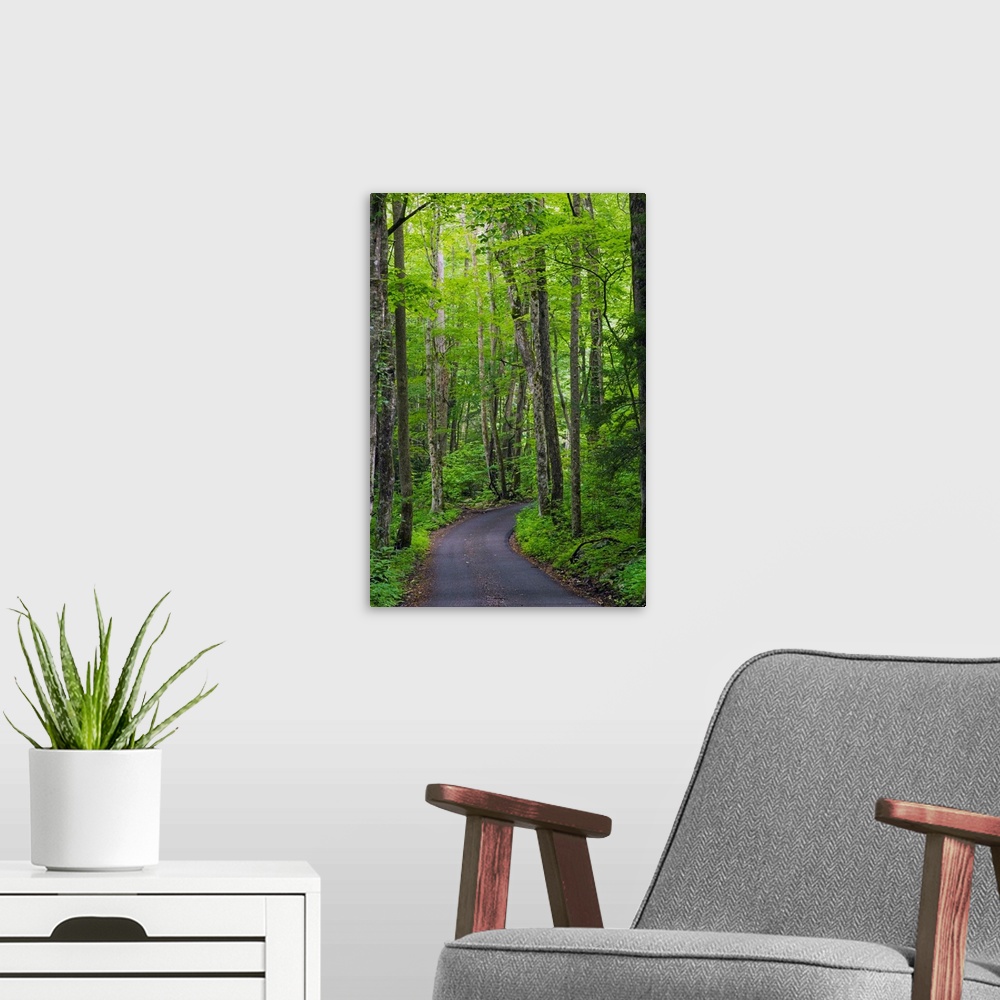 A modern room featuring Vertical photograph of a winding country road going through a forest in the Great Smoky Mountains...